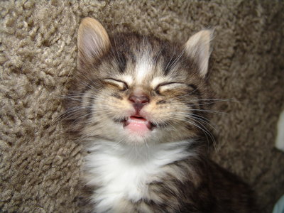 http://cckate.files.wordpress.com/2010/04/kitten_smile_by_catstock1.jpg