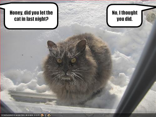 funny cat pictures with captions. A case of abandonment.